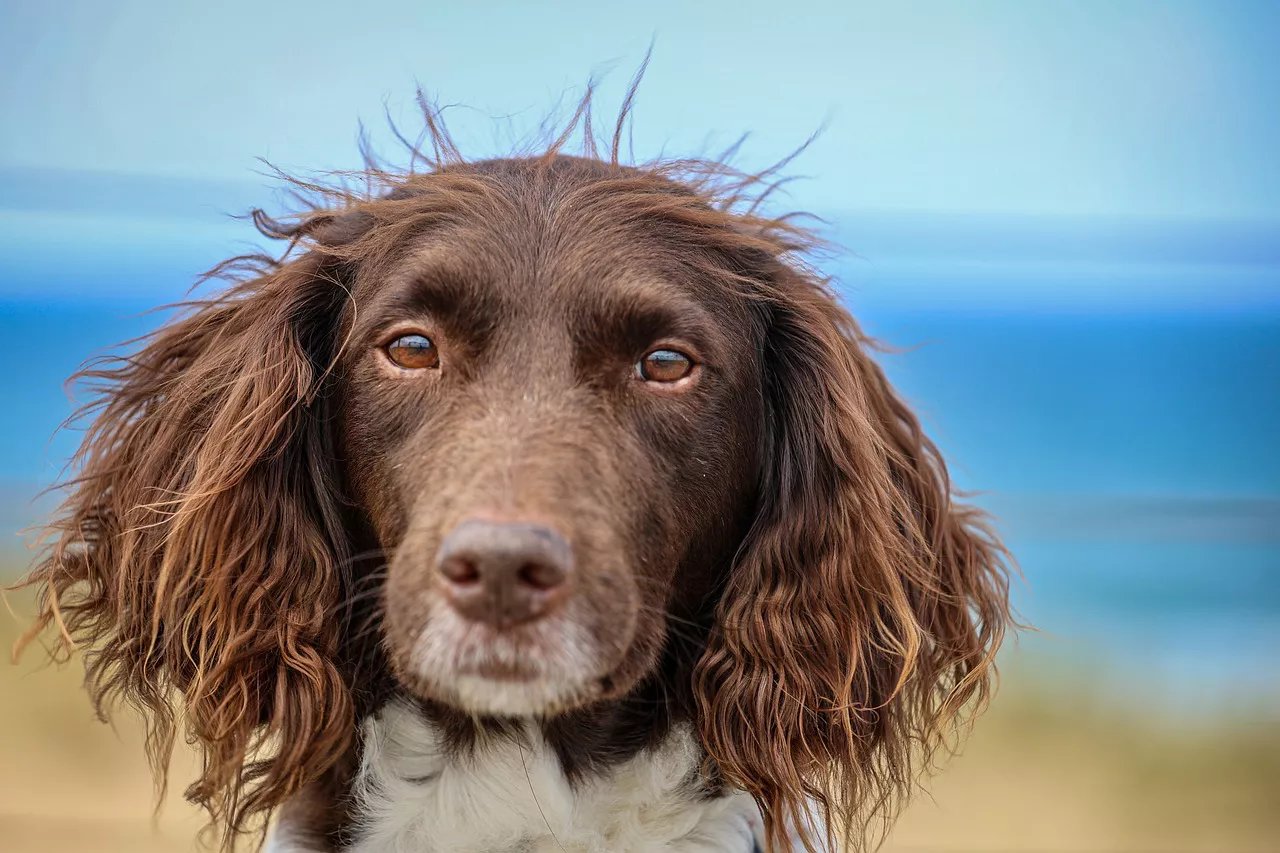 dog-g242eea120_1280