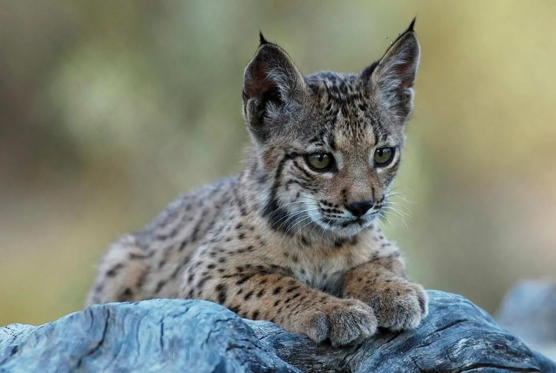 lince