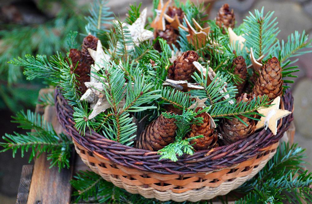 pine-cones-gd79f0d930_1920