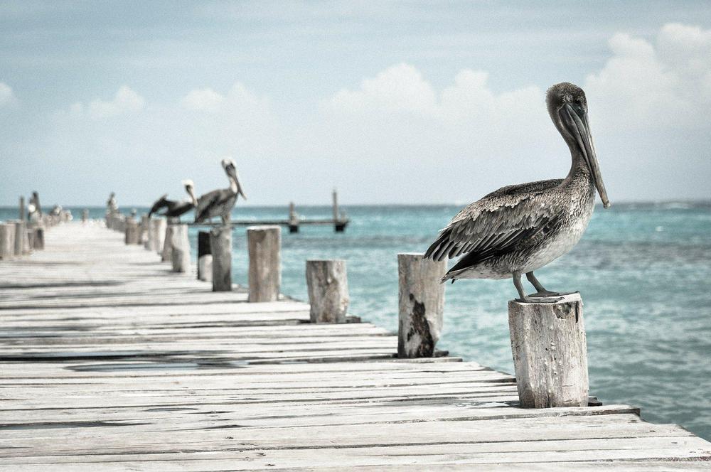 pelicans-336583_1920