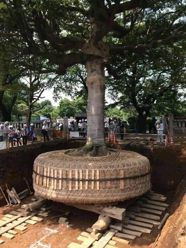 arbol