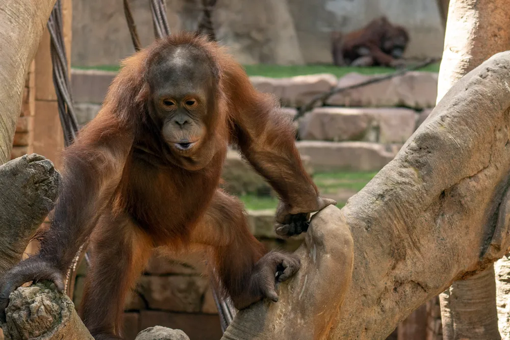 dia internacional orangután 19 agosto (2)