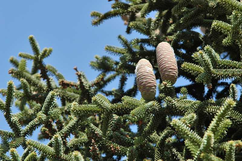 pinsapo