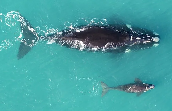 ballena