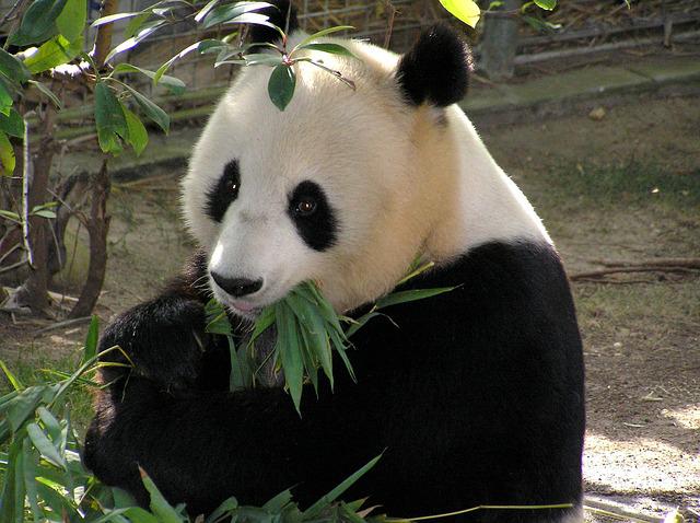 panda-655491_640