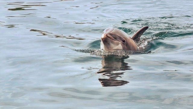 dolphin-3233579_640 (1)