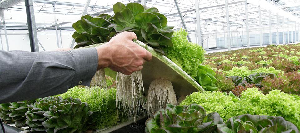 lechuga-raiz-flotante