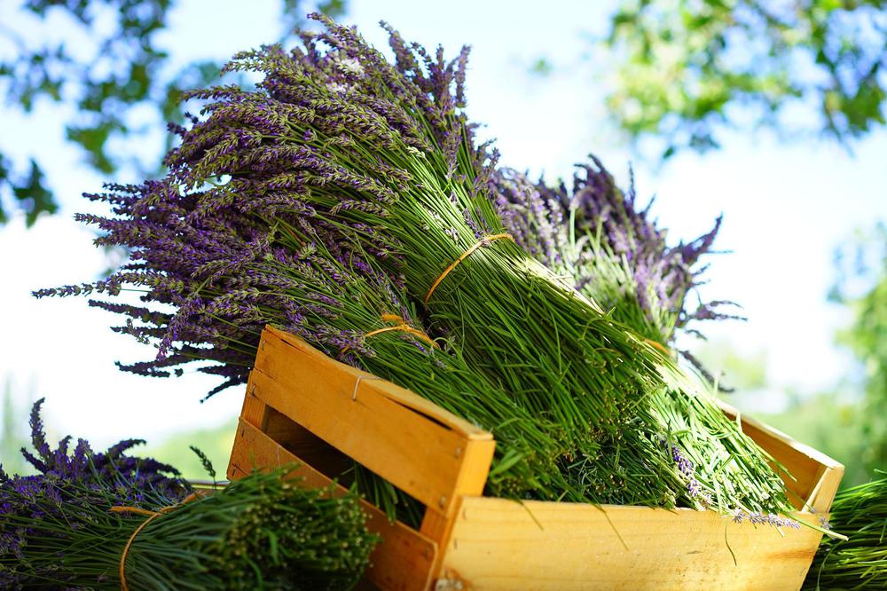 lavender-1595605_1920