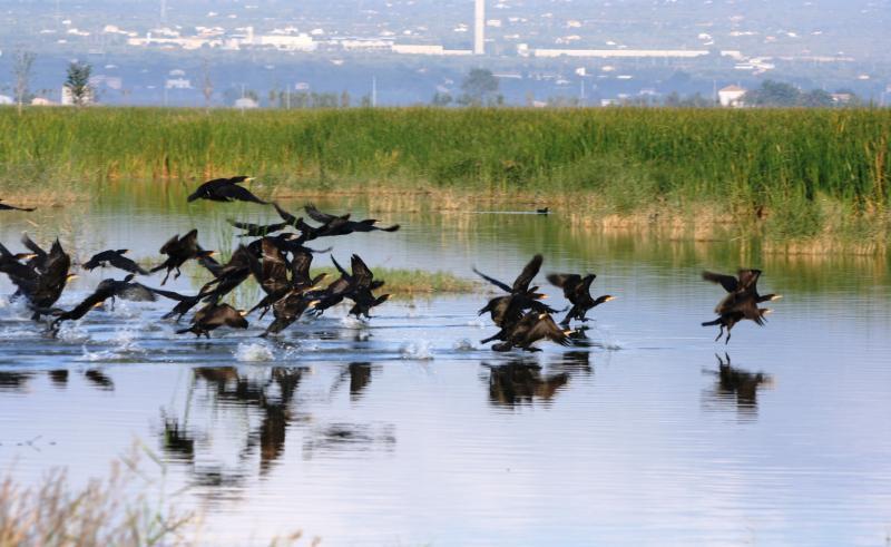 patos