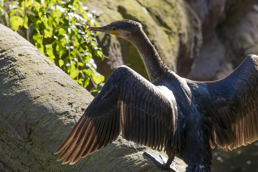 Cormoran BIOPARC Fuengirola