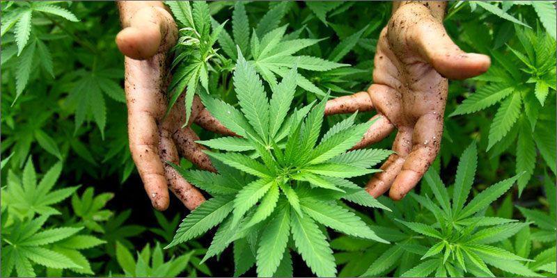 es-posibe-tener-un-cultivo-de-cannabis-en-casa-1