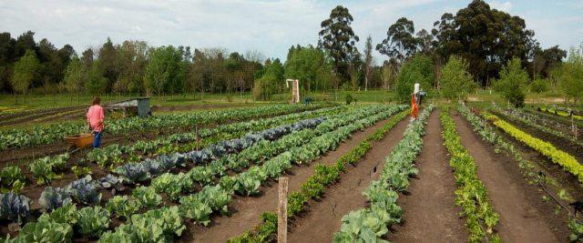 COOPERATIVAS_agroecologia