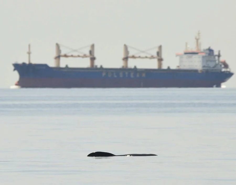 Un cetáceo emerge del agua y al fondo un gran buque industrial | Foto de Grupo Megamar / IEO-CSIC