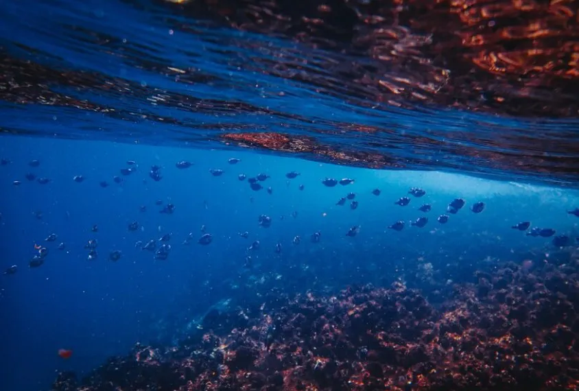 Tratado de los oceanos