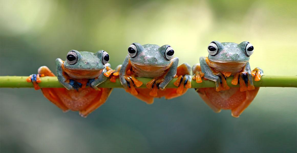 frogs-stock-full-width.jpg.thumb.1160.1160