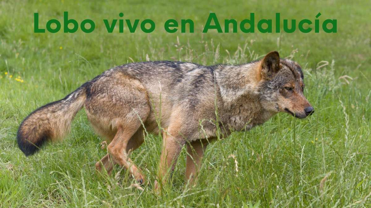 lobo-vivo-andalucia