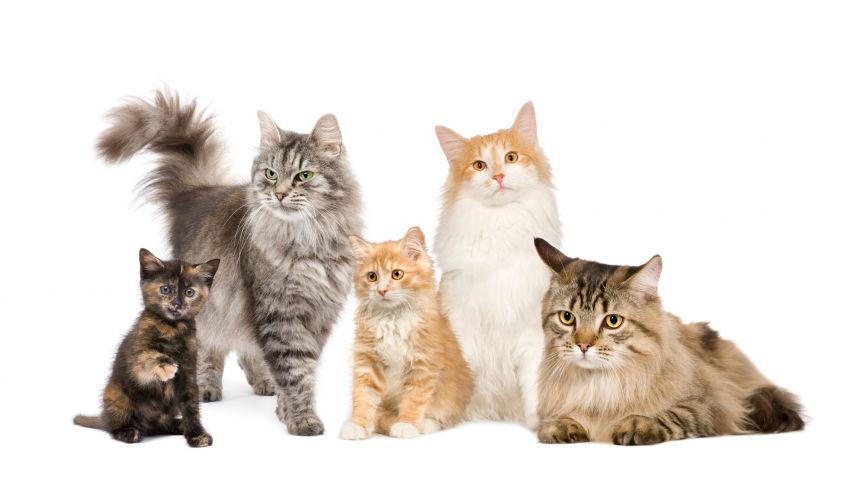 razas-gatos-2xl-848x477x80xX