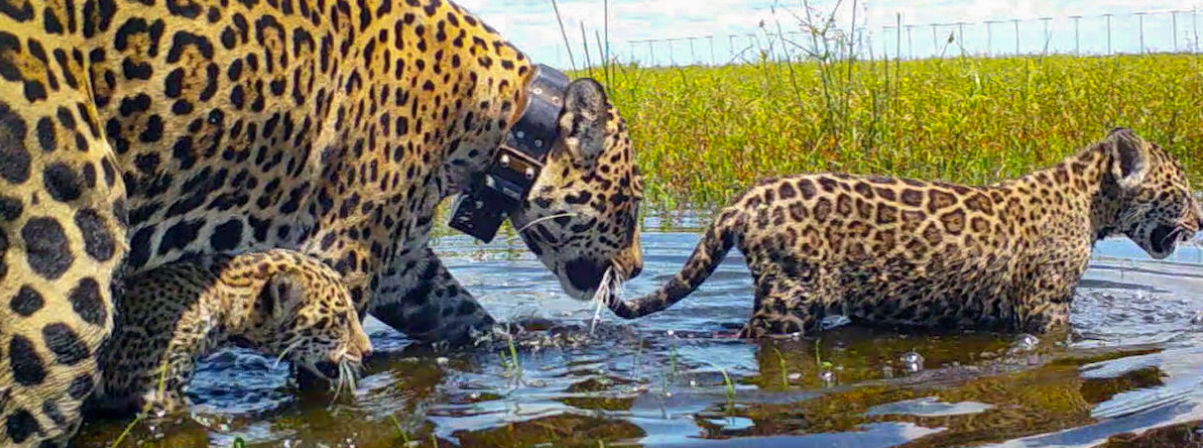 jaguares