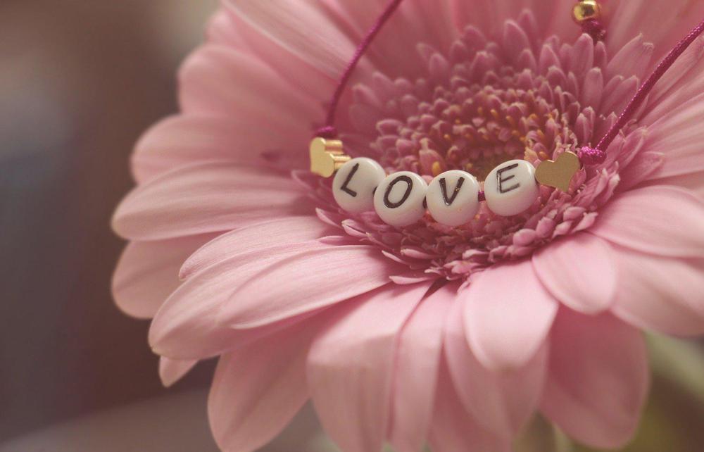 gerbera-3388622_1920