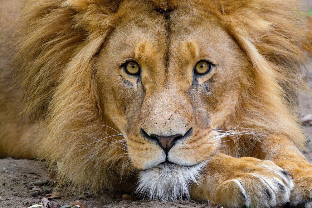 El día del Rey de la Selva: el León