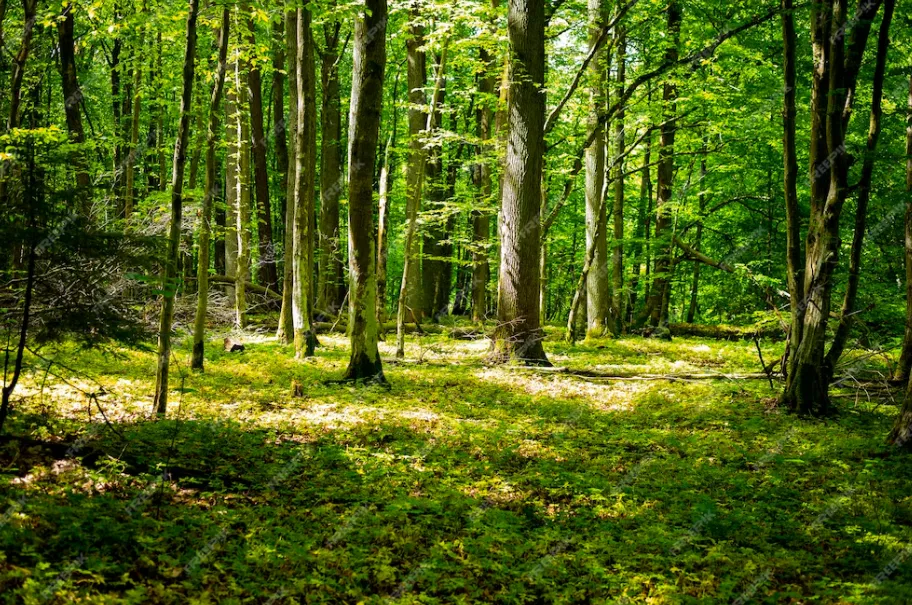 arboles