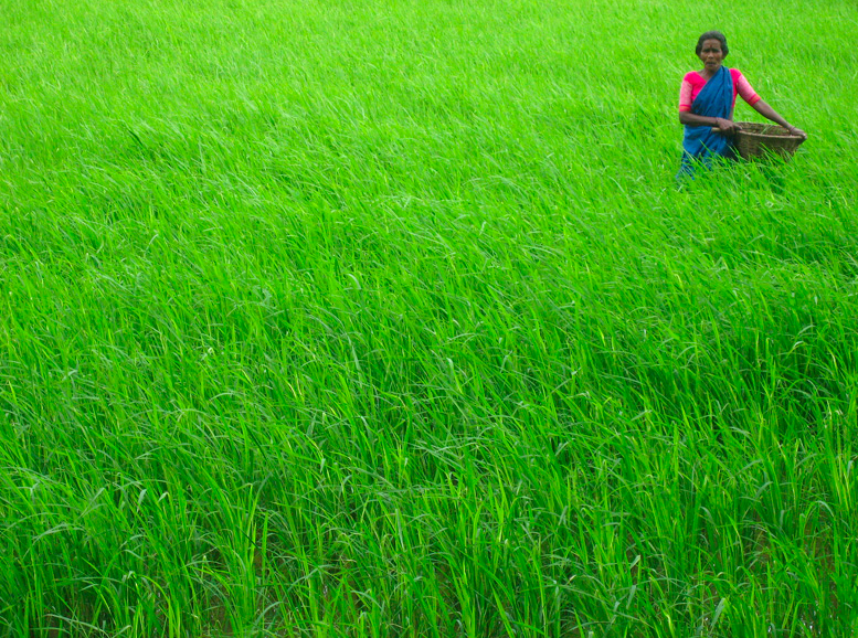 india-rice-farmer_m-kadri-cc_