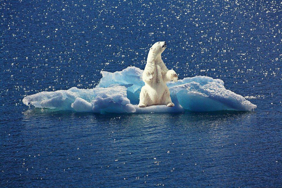 polar-bear-2199534_960_720