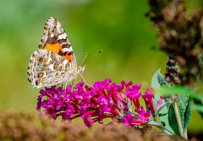 insectos