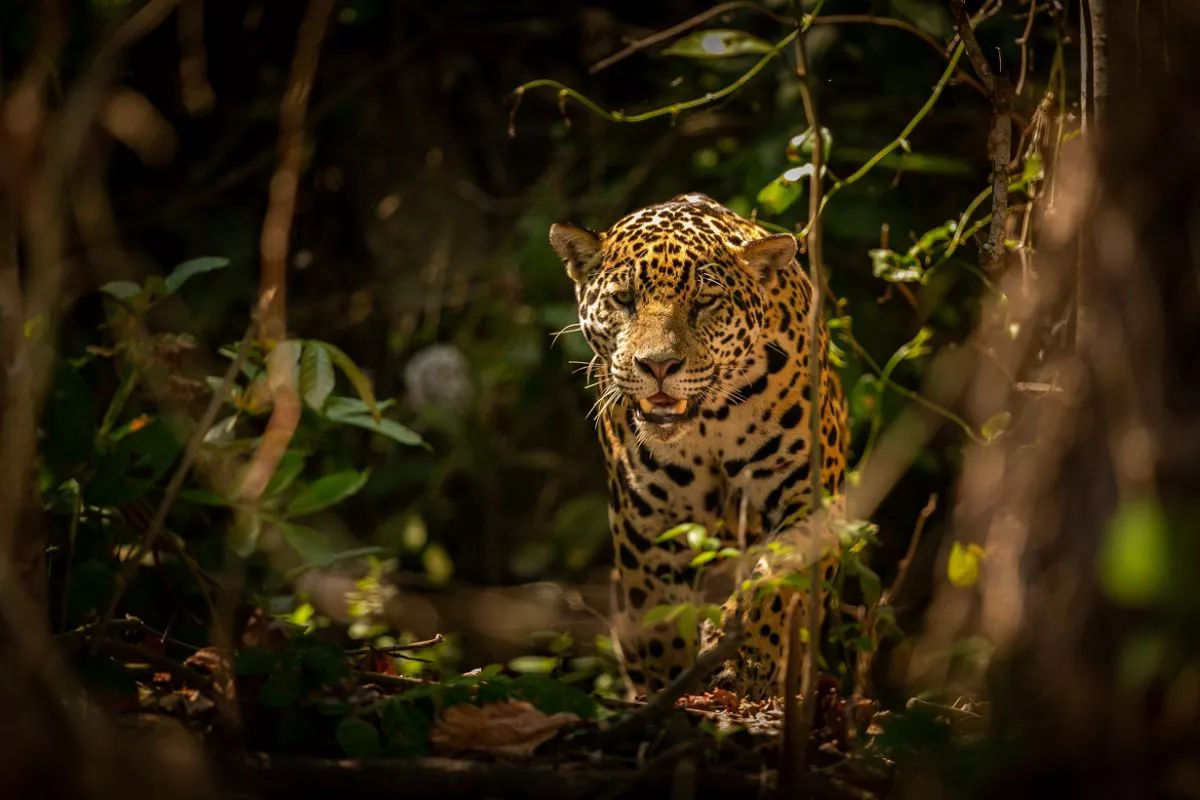 jaguar