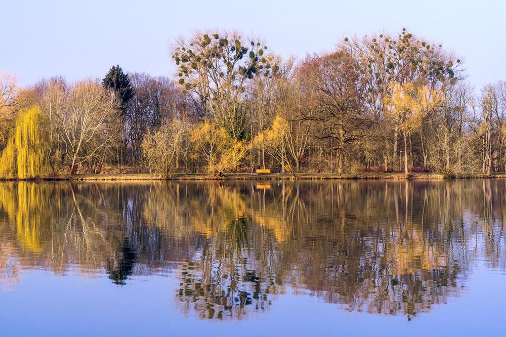 trees-6164222_1920