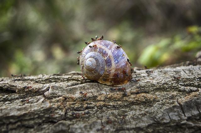 snail-3749222_640