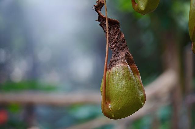 carnivorous-plant-318807_640