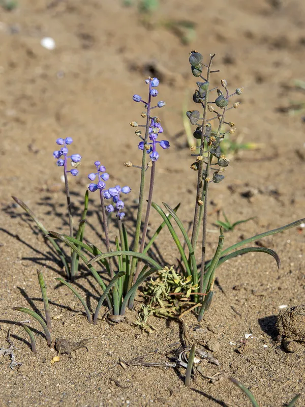 parviflorum