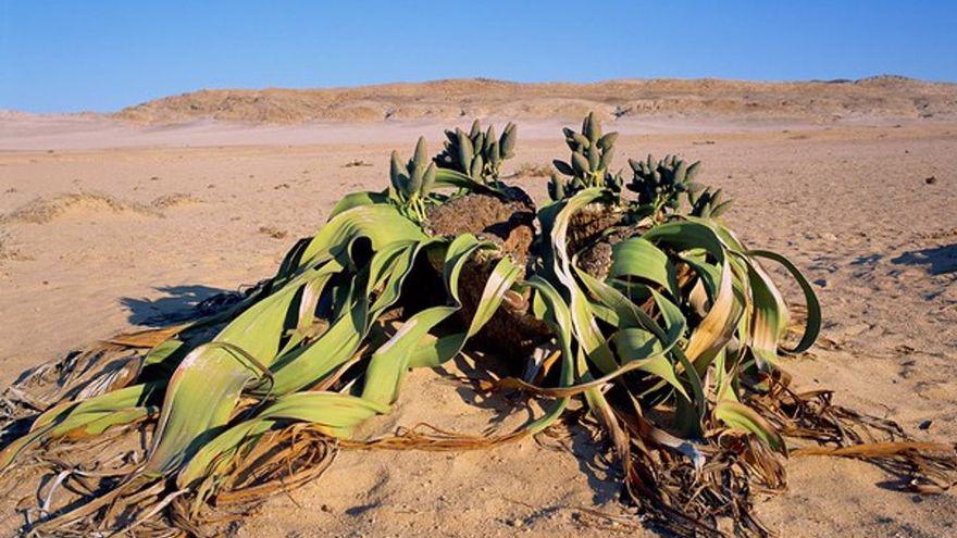 planta africana 2