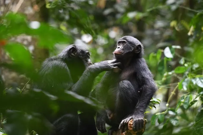 monos