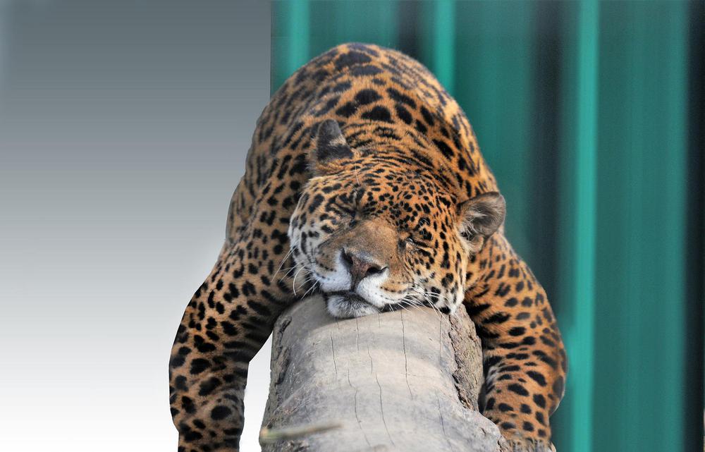 jaguar-g01b788b8a_1920