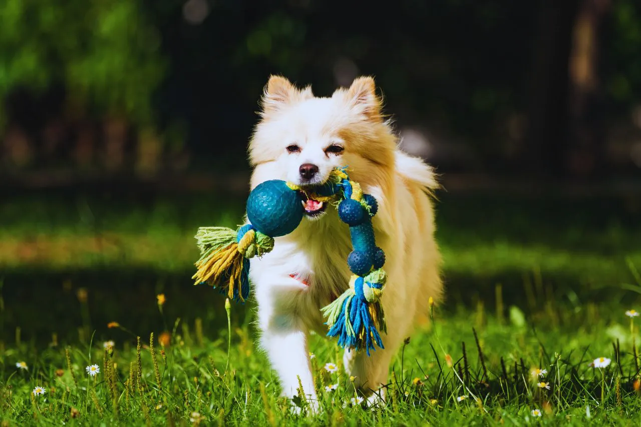 productos para mascotas - IP