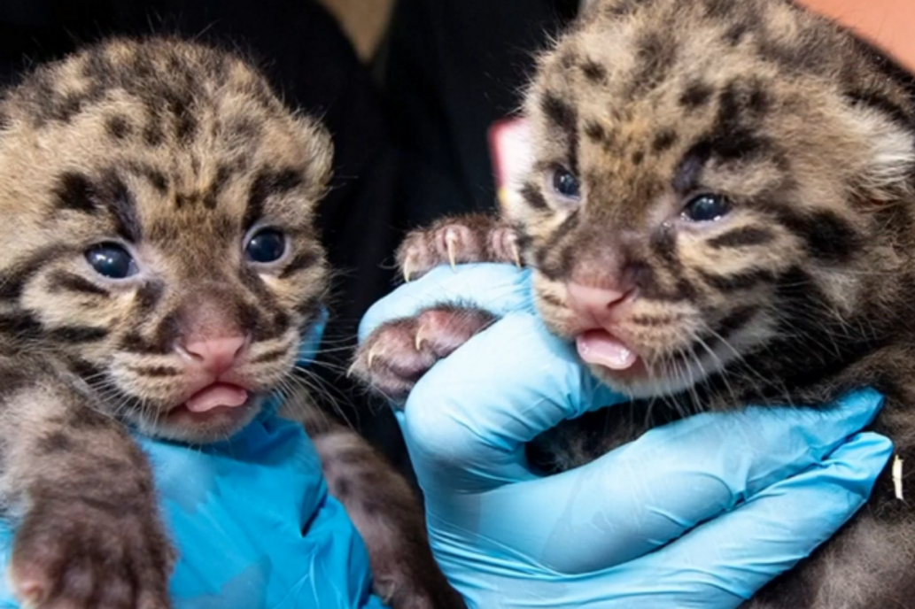 leopardo