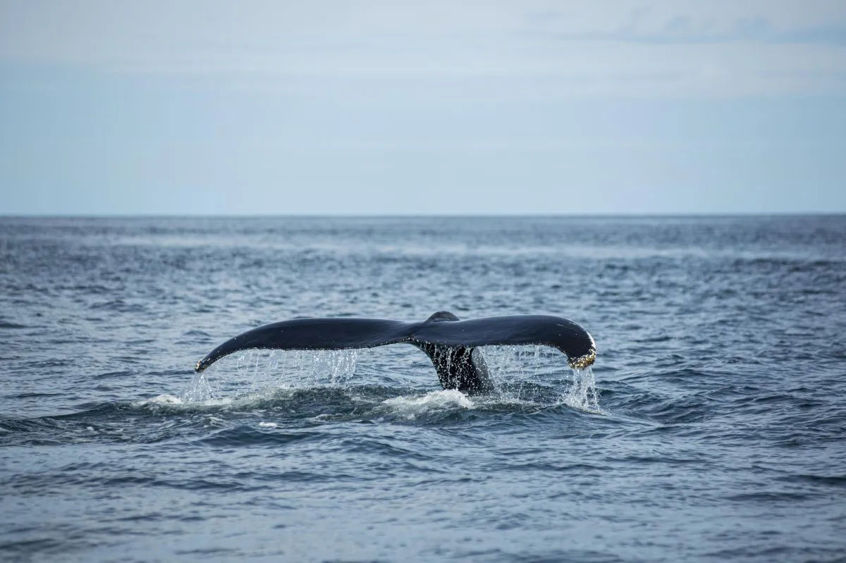 ballena
