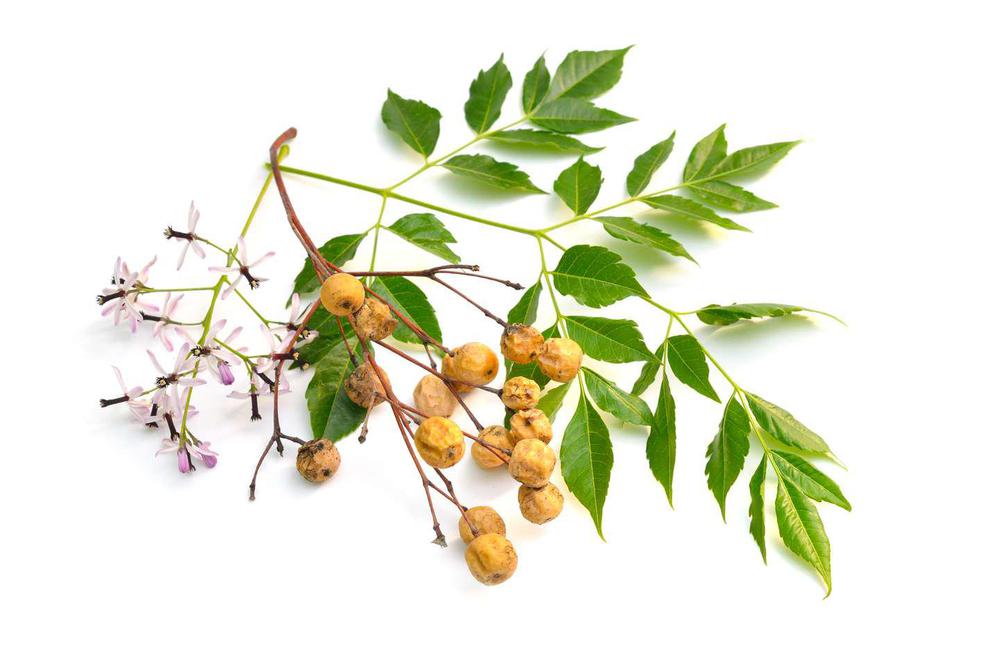 frutos del paraiso