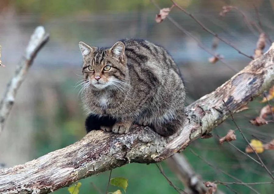 gato montes