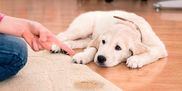 perro-pis-750x375