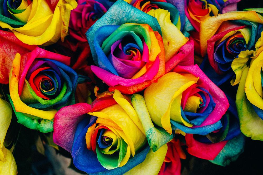roses-828945_1920