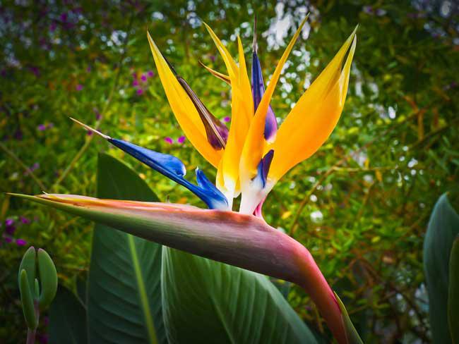 06-29_dia-internacional-de-los-tropicos_paraiso_m