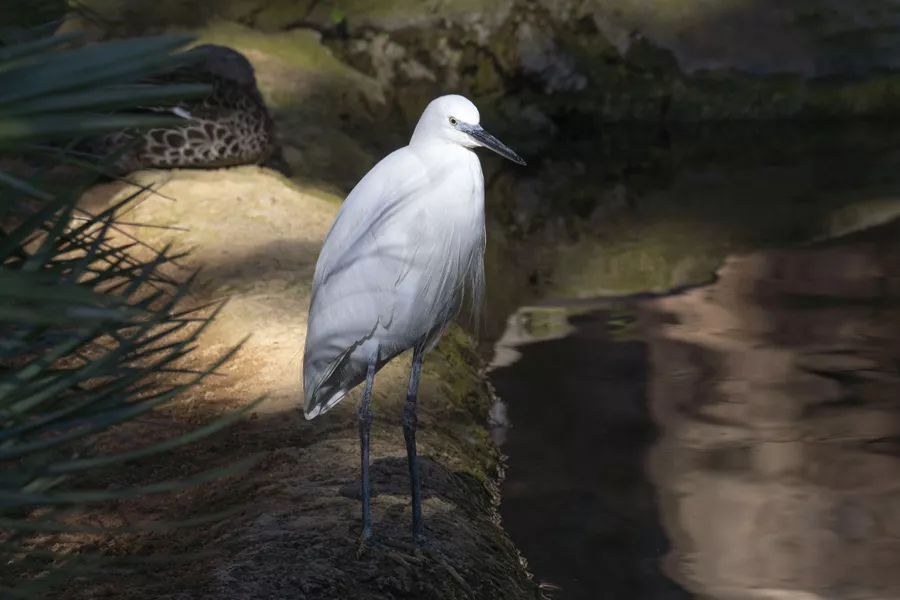 Garceta BIOPARC Fuengirola