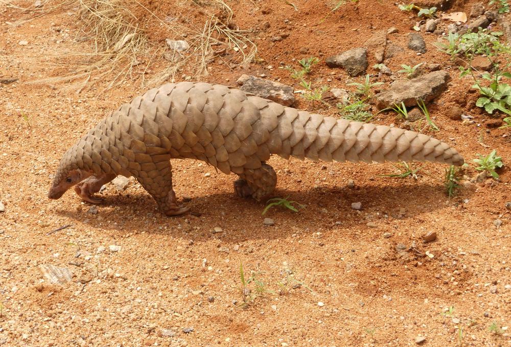 Pangolin_brought_to_the_Range_office,_KMTR_AJTJ_cropped