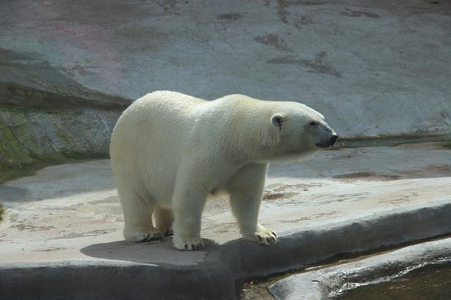 bear-2162631_640