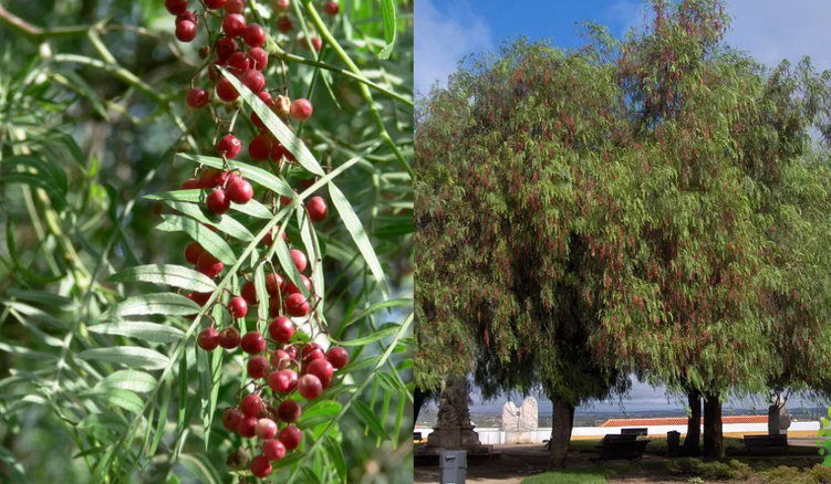 arbol mosquitos