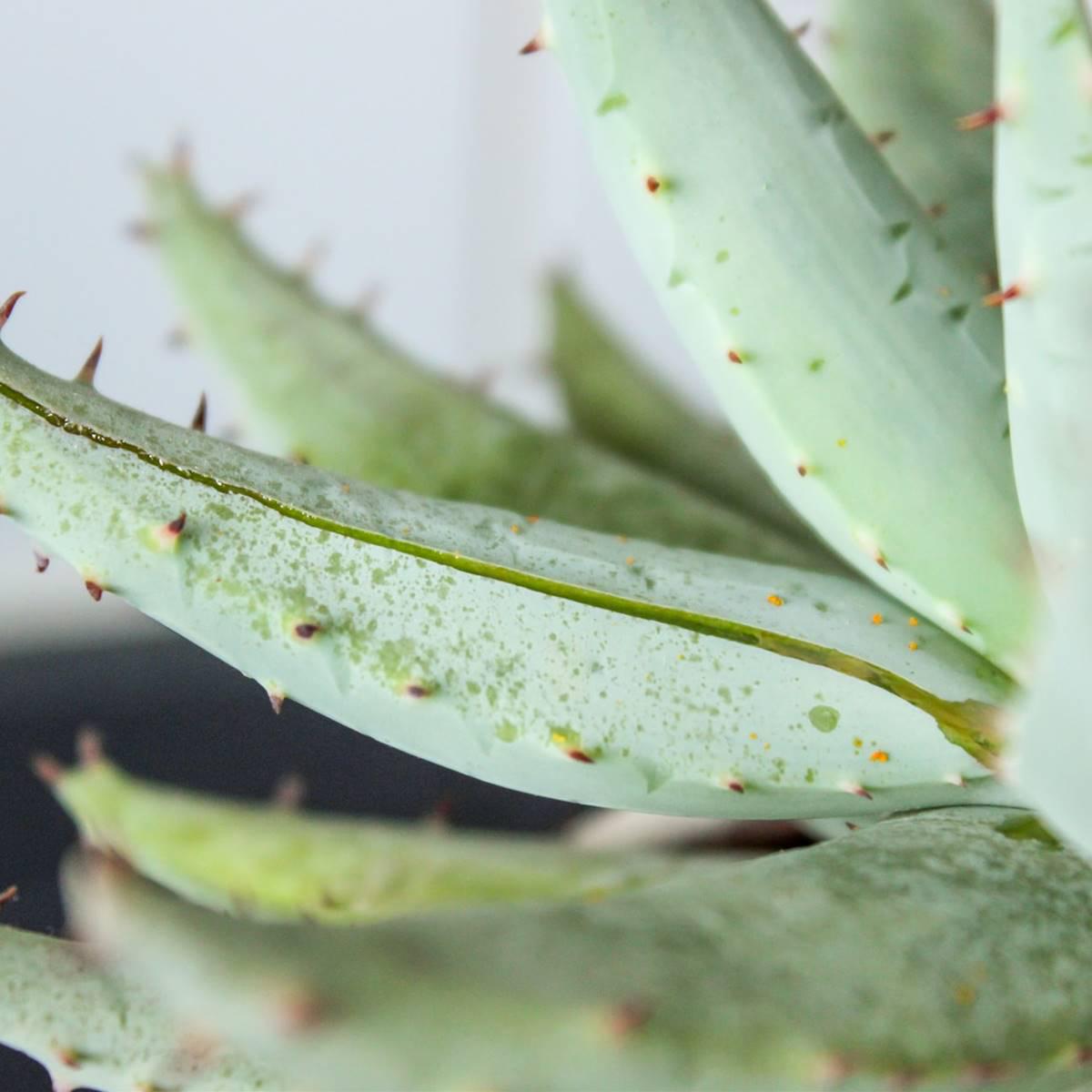aloe-vera_0dacf4a1_1200x1200