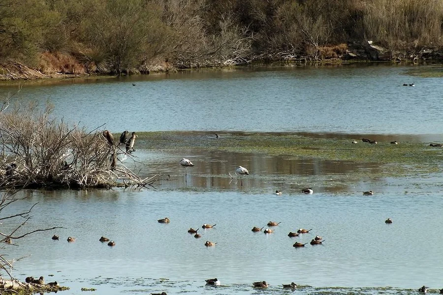 Desembocadura río Guadalhorce (Foto Junta de Andalucía)